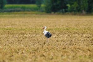 a great young bird on farm field in nature photo