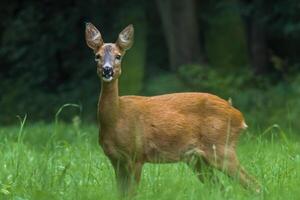 a young female deer on a green meadow photo