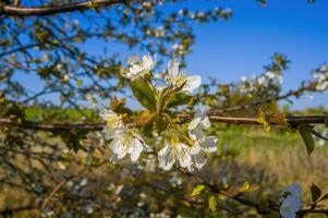 a Branch with white cherry blossom buds photo