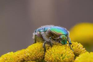 a Small beetle insect on a plant in the meadow photo