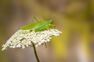 un pequeño saltamontes insecto en un planta en el prado foto