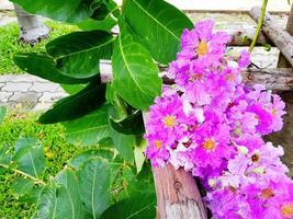 Close up violet flower with green leaves on tree. Purple floral blooming and Tropical floral with natural wallpaper concept. photo