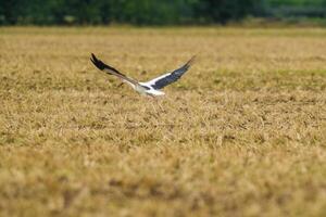 a great young bird on farm field in nature photo