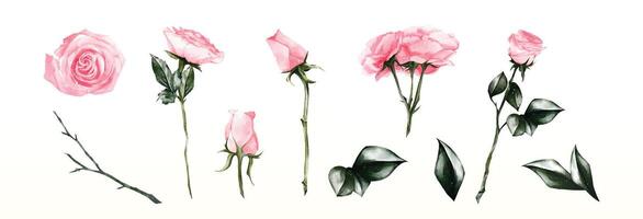 Set Watercolor of rose elements design vector