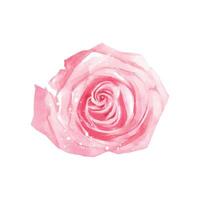 Watercolor of pink rose vector