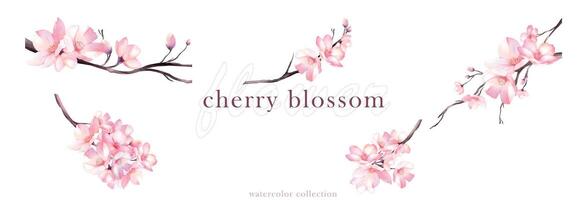 Set of cherry blossom bouquet watercolor elements design vector