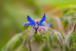 un suave flor florecer en un naturaleza jardín foto