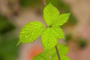 a fresh branch with green leaves in the forest photo