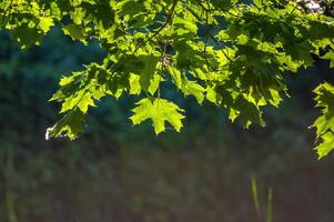 un Fresco rama con verde hojas en el bosque foto