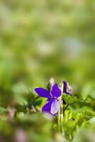 a soft flower blossom in a nature garden photo