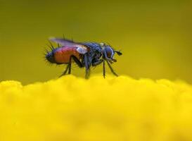 a Small wasp insect on a plant in the meadow photo