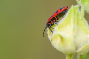 un pequeño escarabajo insecto en un planta en el prado foto