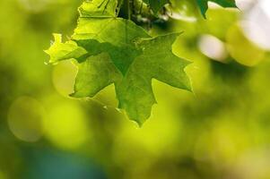 a fresh branch with green leaves in the forest photo