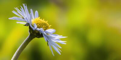 a soft flower blossom in a nature garden photo