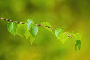 a fresh branch with green leaves in the forest photo