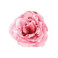 Watercolor pink rose isolated on white background vector