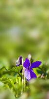 a soft flower blossom in a nature garden photo