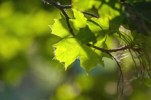 un Fresco rama con verde hojas en el bosque foto