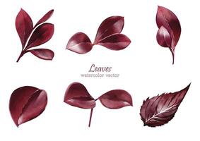 Set of leaves watercolor elements design vector