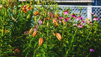 some of the colors found in the back garden in the summer photo