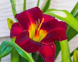 a front view of a red lily in the south garden photo