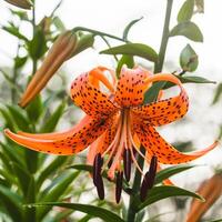 looking up at a Tiger Lily bloom spreading out in the back garden photo