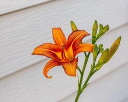 front view of a orange daylily in the south garden photo