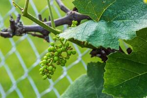 grape vines are growing lots of concord grapes at this point photo