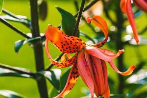 close up of one of the first Tiger Lilies to open in the back garden photo