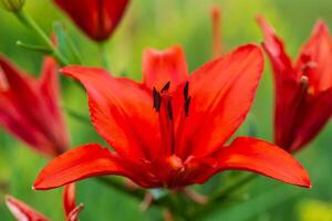 a close up of a red lily in the front garden photo