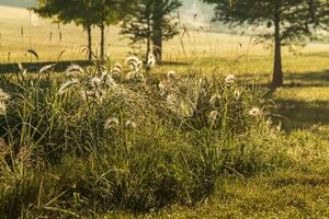 when a public garden in a park gets taken over by grass and spiders photo