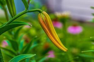 the next Tiger Lily of the season is about to open up photo