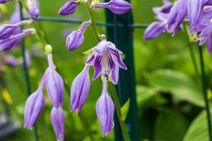 el hosta floraciones empezar a abierto, reloj fuera para abejas foto