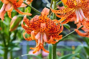 a close-up view of a double tiger lily bloom in the back garden photo