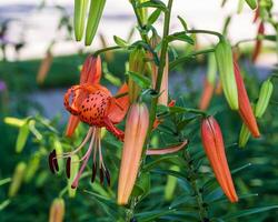 the multiple phases of tiger lilies in the front garden photo