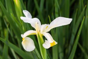 white iris blossom in the early morning photo