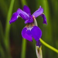 a solitary perennial Japanese Iris blooms in the front garden photo