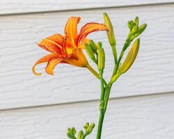 side view of a orange daylily in the south garden photo