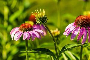 varios coneflowers son floreciente en el espalda jardín a amanecer foto