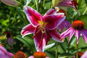 the first Star Gazer lily to open in the back garden photo