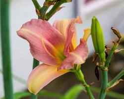 a pink and yellow lily blooming in the Lily garden photo