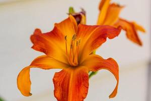 a Primal Scream orange day lily in the morning light photo