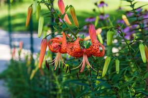 multiple tiger lilies blooming in the front garden at dawn photo