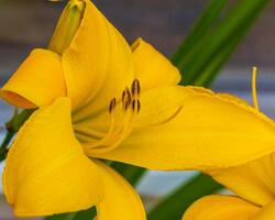 a side view of a yellow lily in the lily garden photo