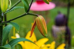 the first Tiger Lily of the season is about to open up photo