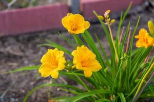 front view of a yellow daylily in the back garden photo