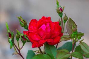 the first cherry red rose bloom of the season photo