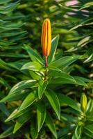 still waiting for the first lily bloom of the season to open photo