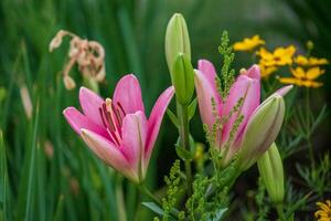 a cluster of pink lilies in the front garden photo