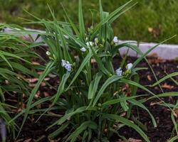 a white Widows Tears plant blooms in the front garden photo